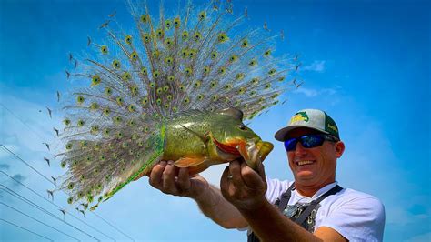 fish videos .